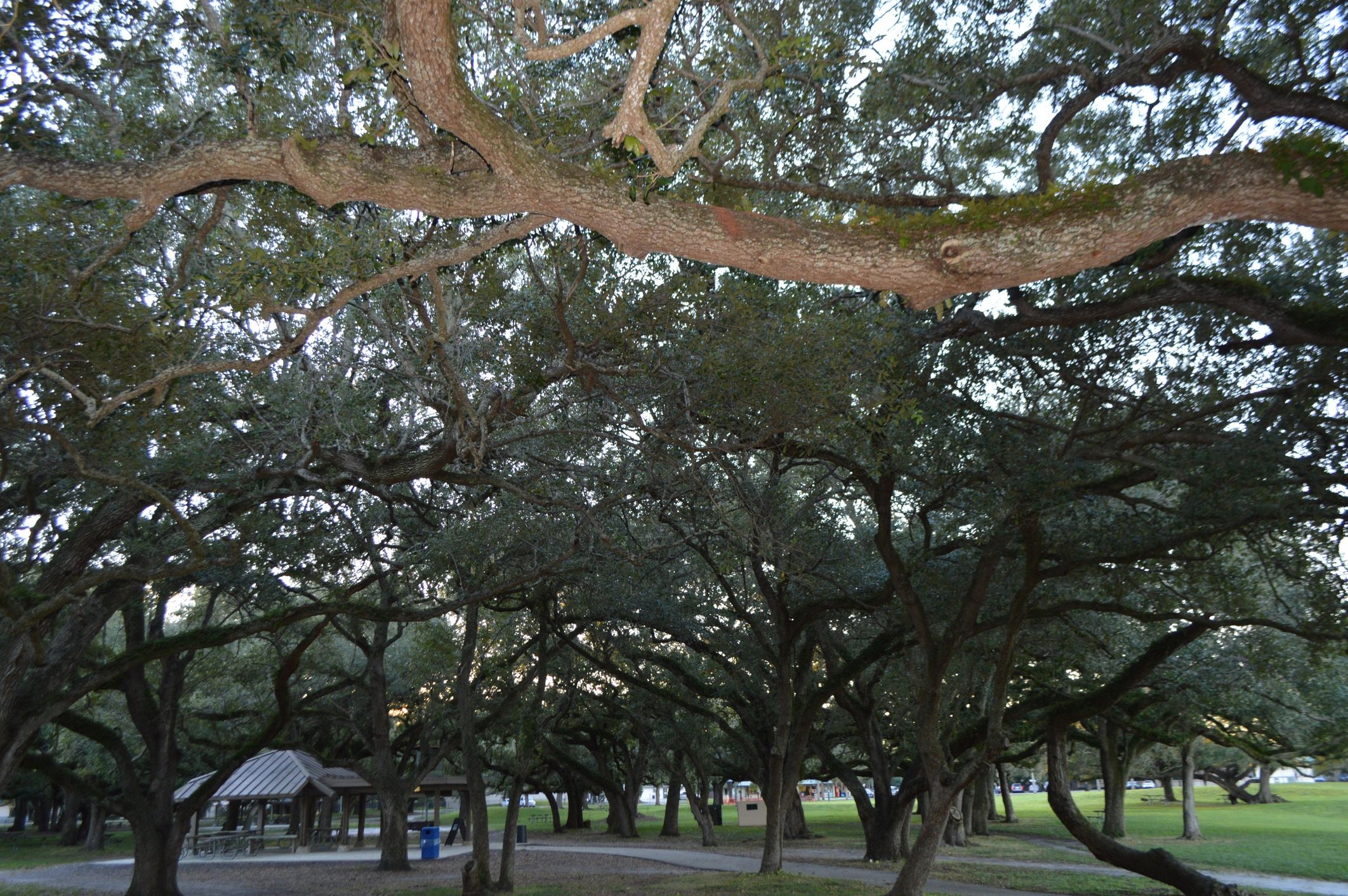 Tree branch in Georgia park landscape