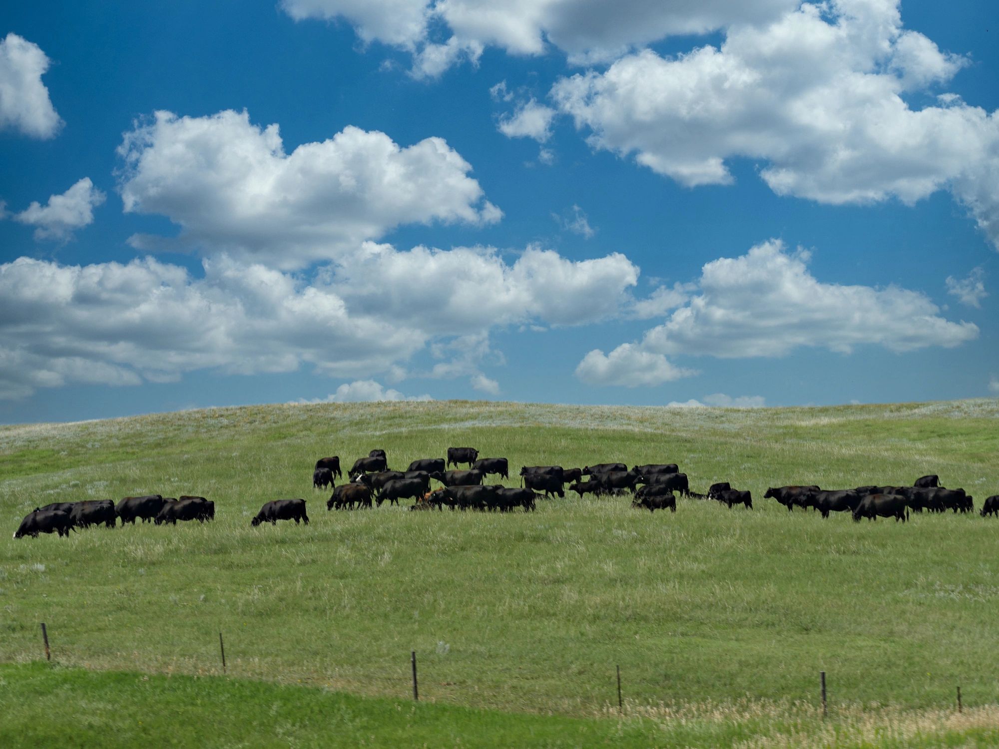 Wide shot of a herd of black cows grazing across South Dakota ranchland