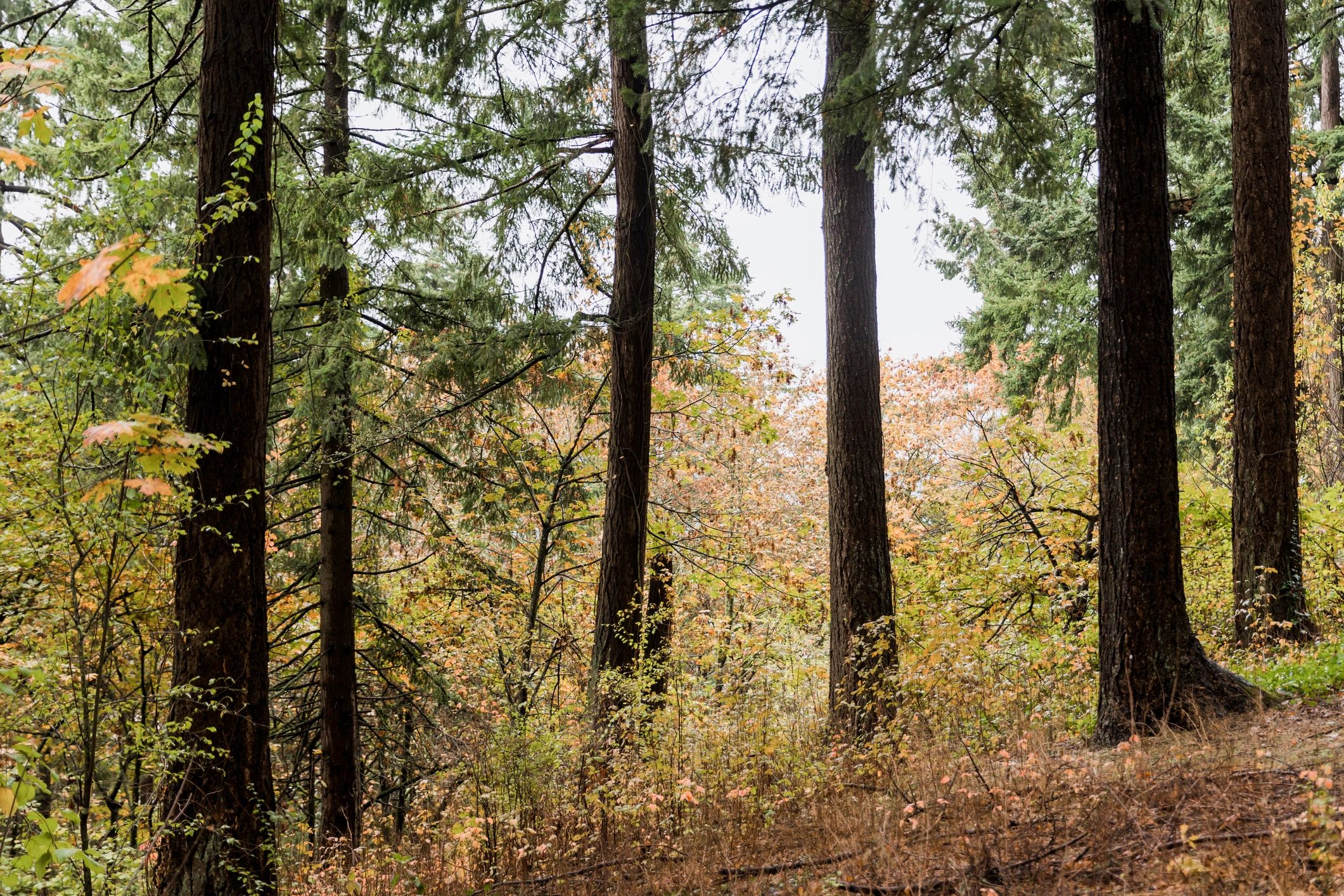 Evergreen forest setting for Washington estate and bunker planning