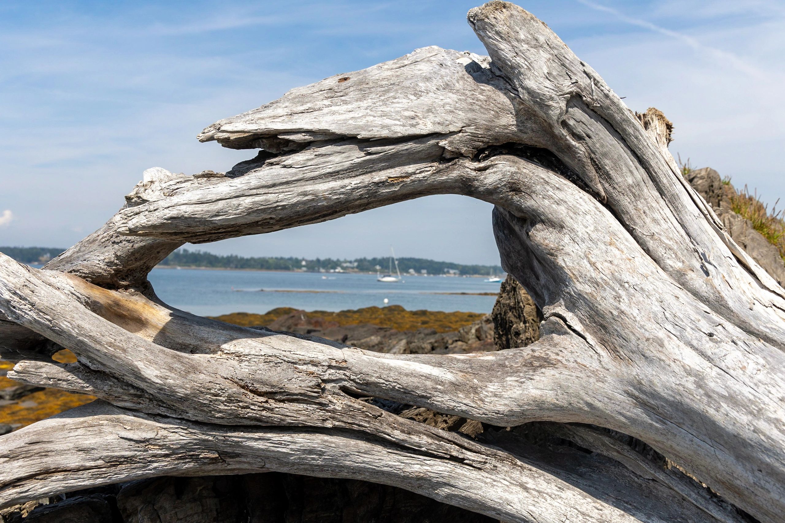 Weathered driftwood provides a backdrop frame for boats sailing in the bay
