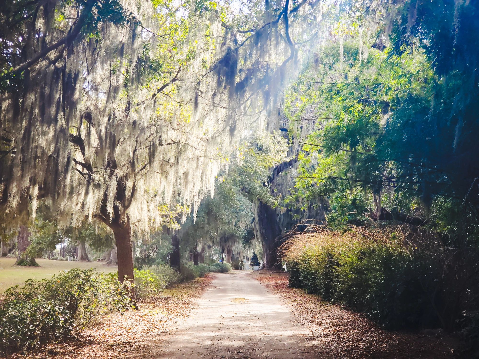 Dirt road beneath moss-draped oak canopy in Georgia