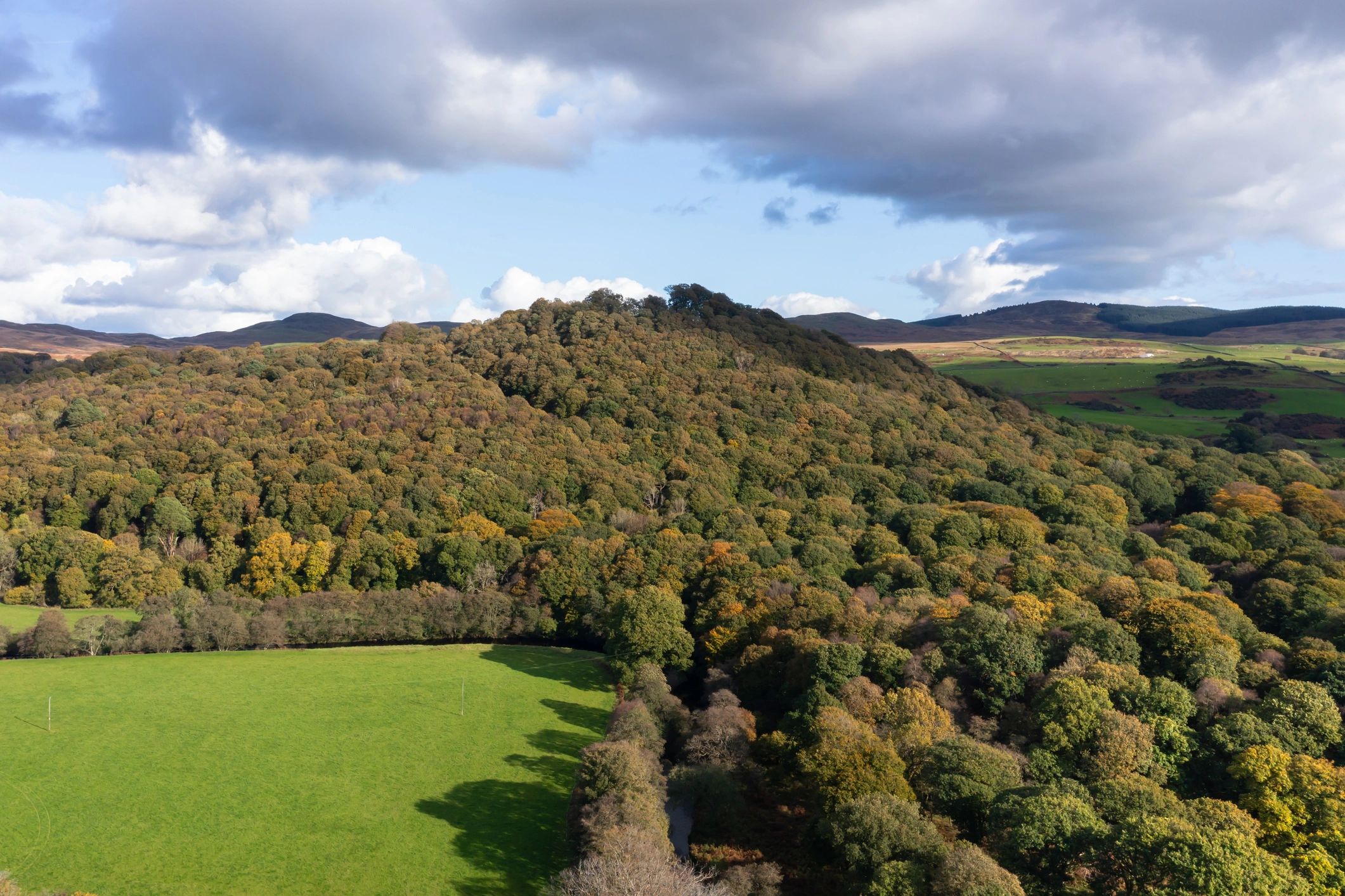 Drone view of woodland in rural Scotland