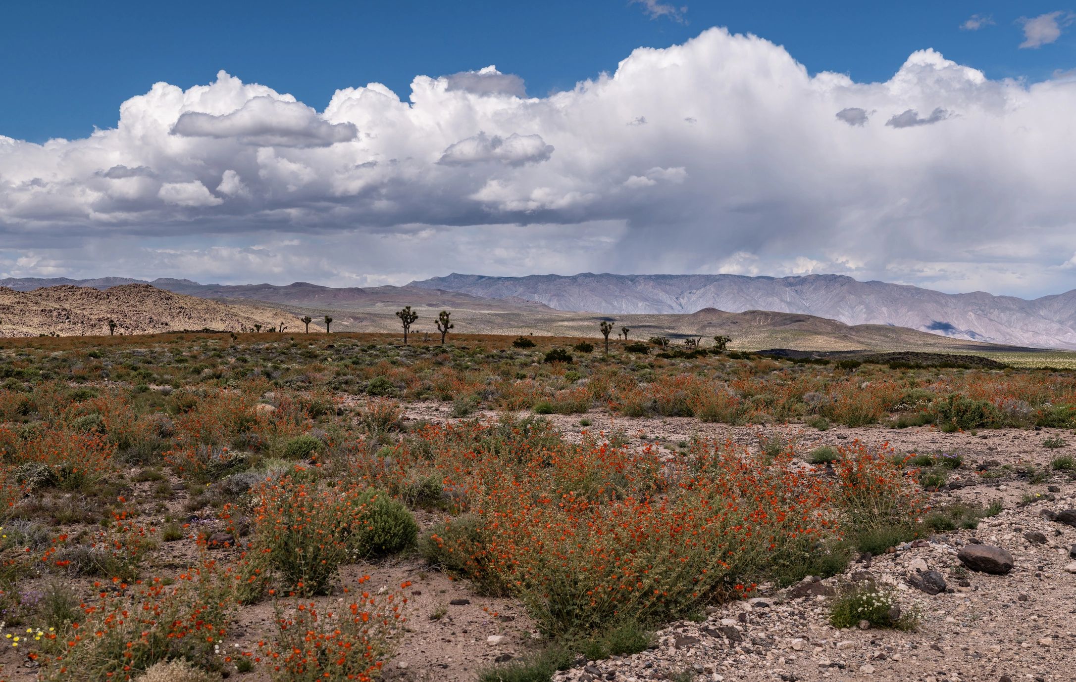 California landscape with open terrain and dramatic sky
