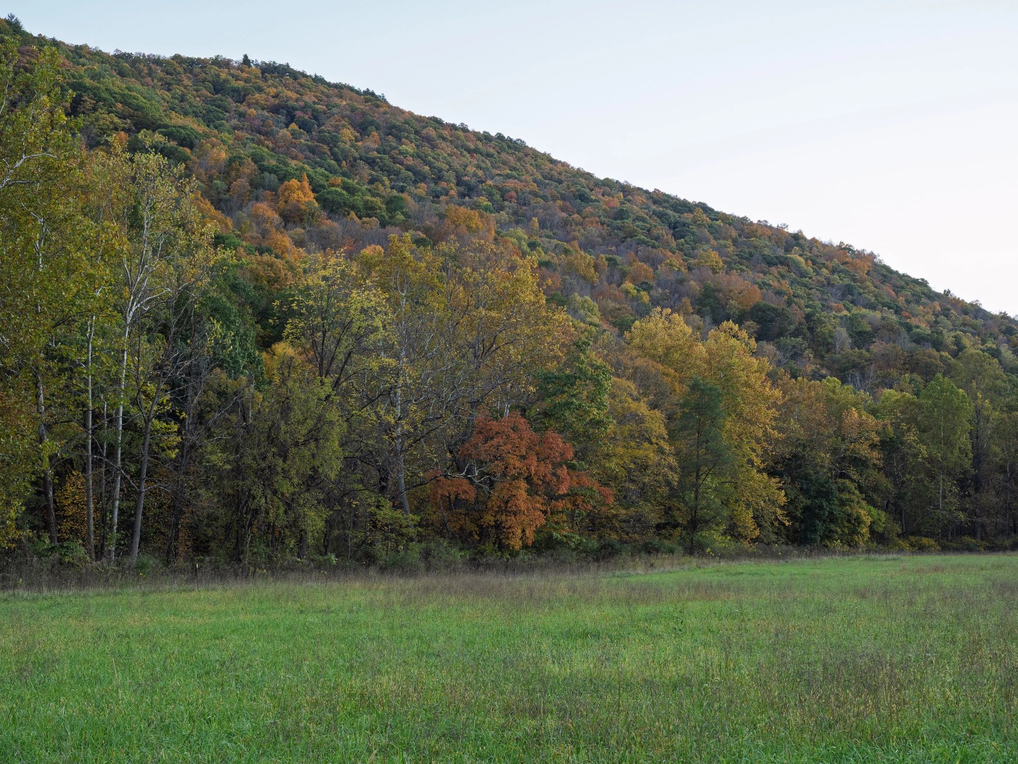Autumn trees displaying vibrant colors on a hillside in West Virginia