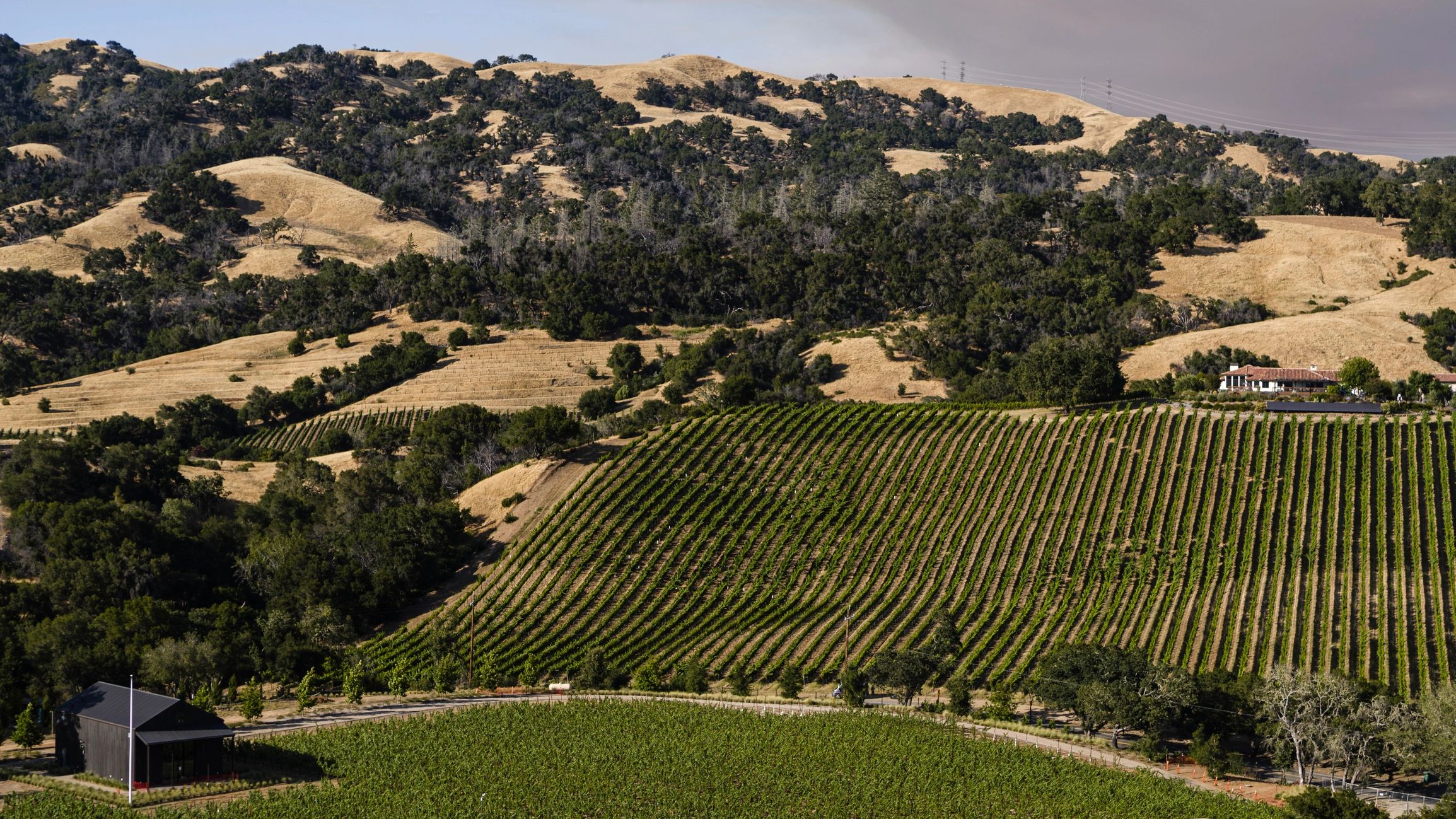 California vineyard and rolling hillside estate landscape