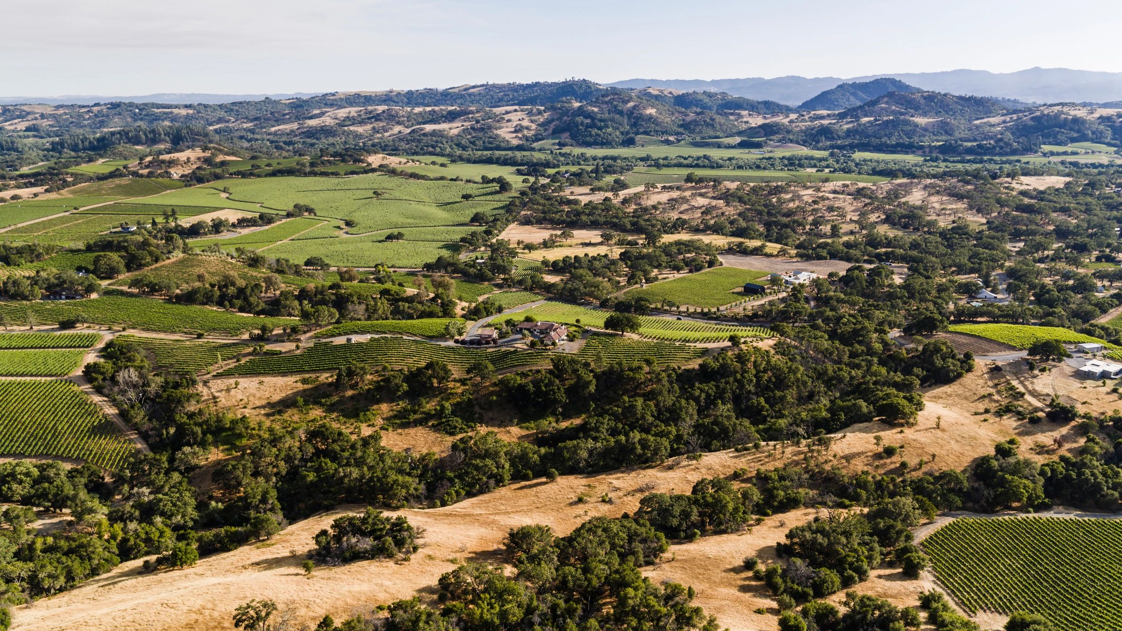 California vineyard and estate landscape