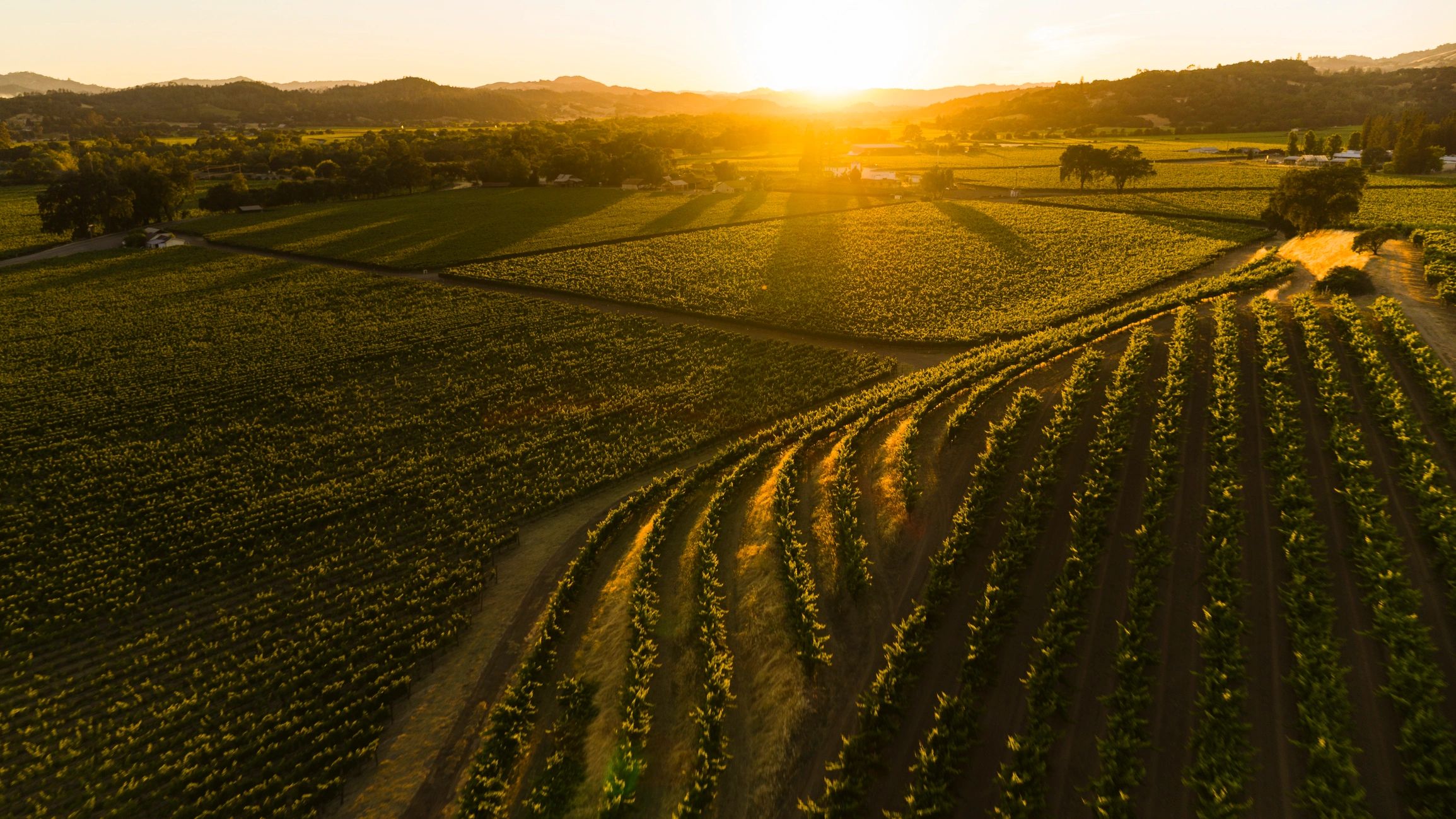 California vineyard and mountain landscape
