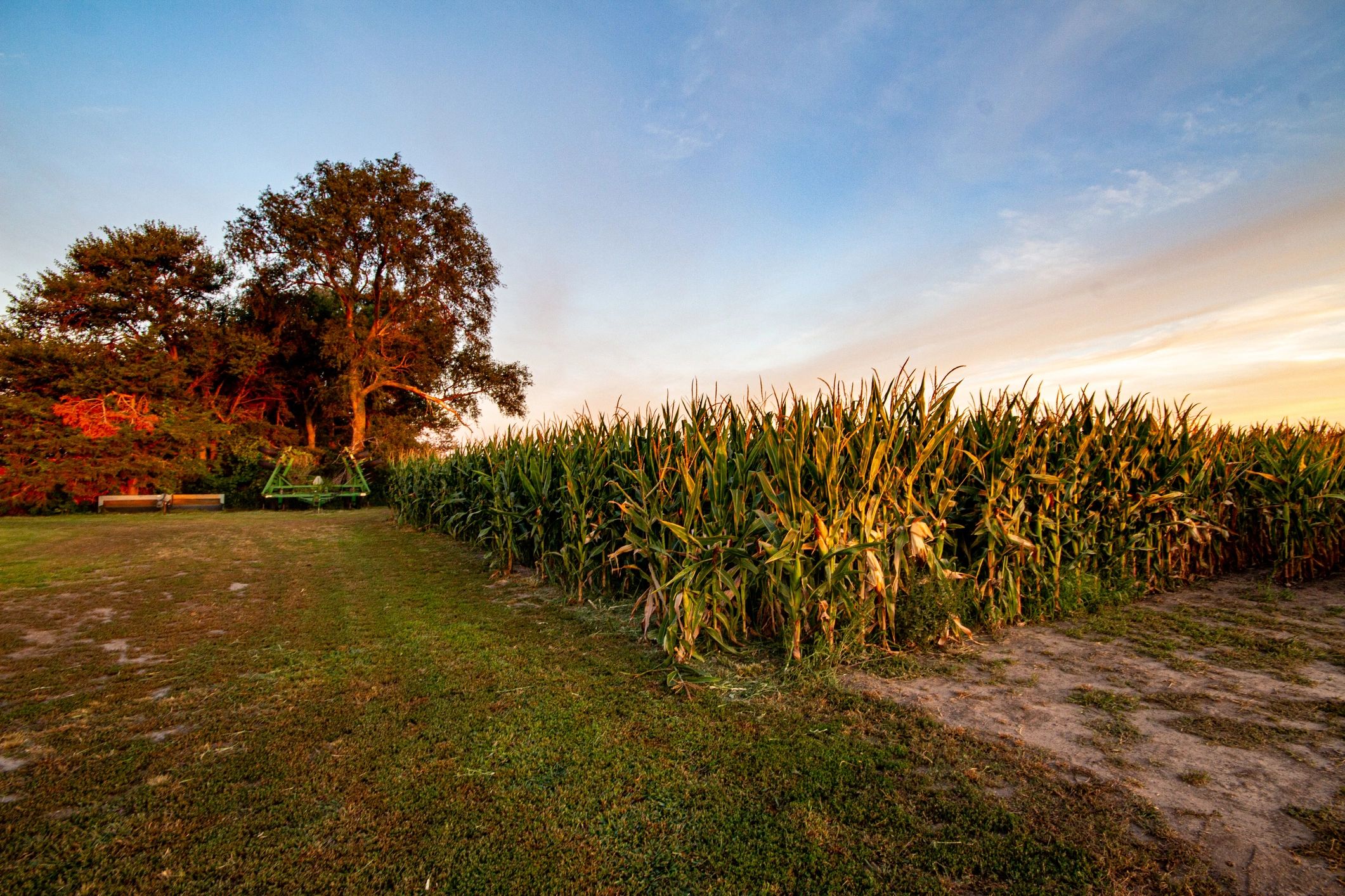 Corn Patch Sunrise