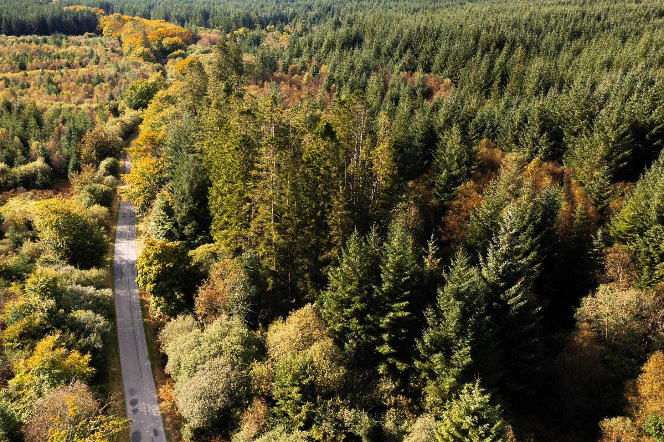 Aerial view of a rural road in an area of forest