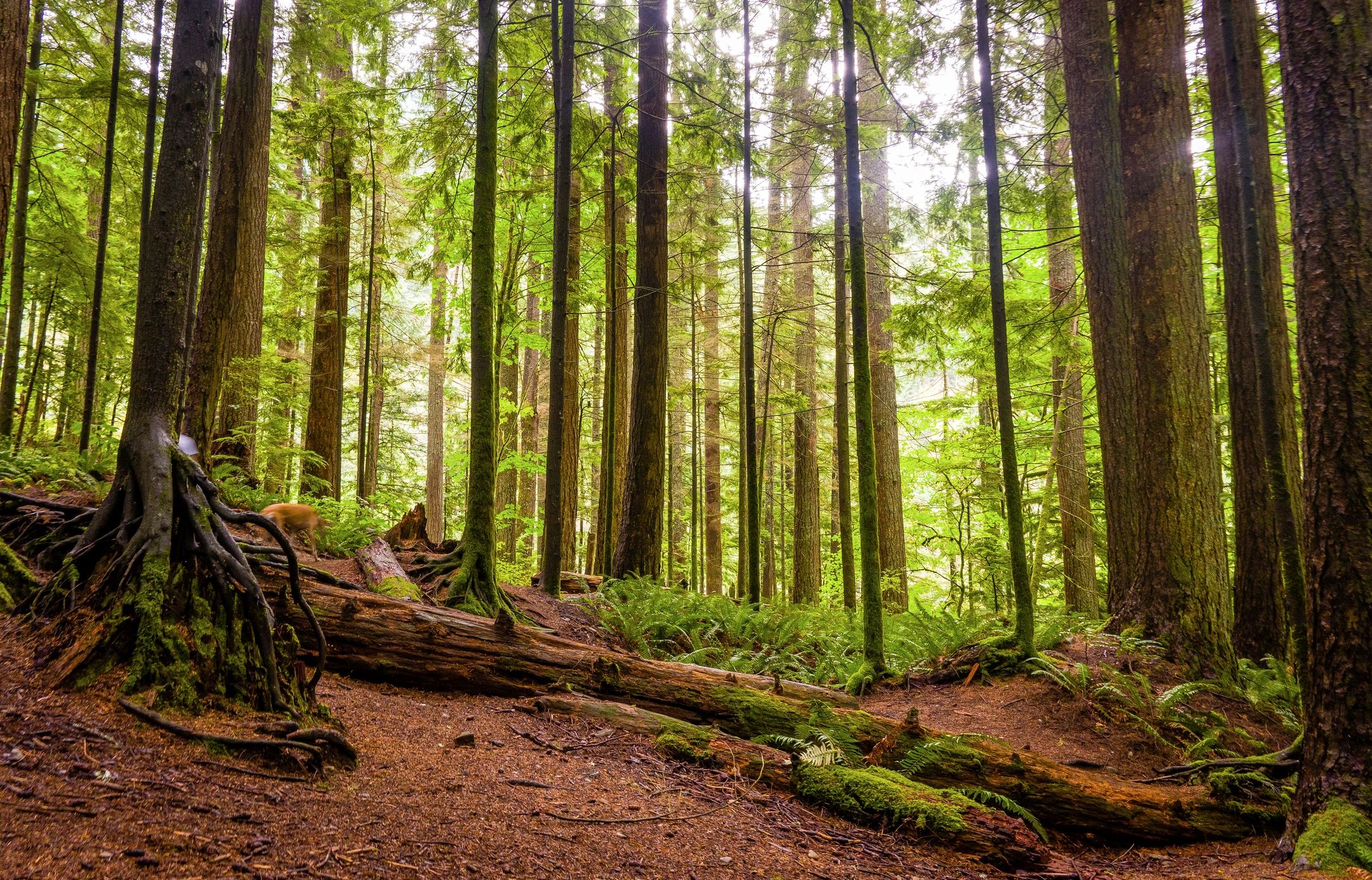 Pacific Northwest forest environment relevant to Washington bunker siting