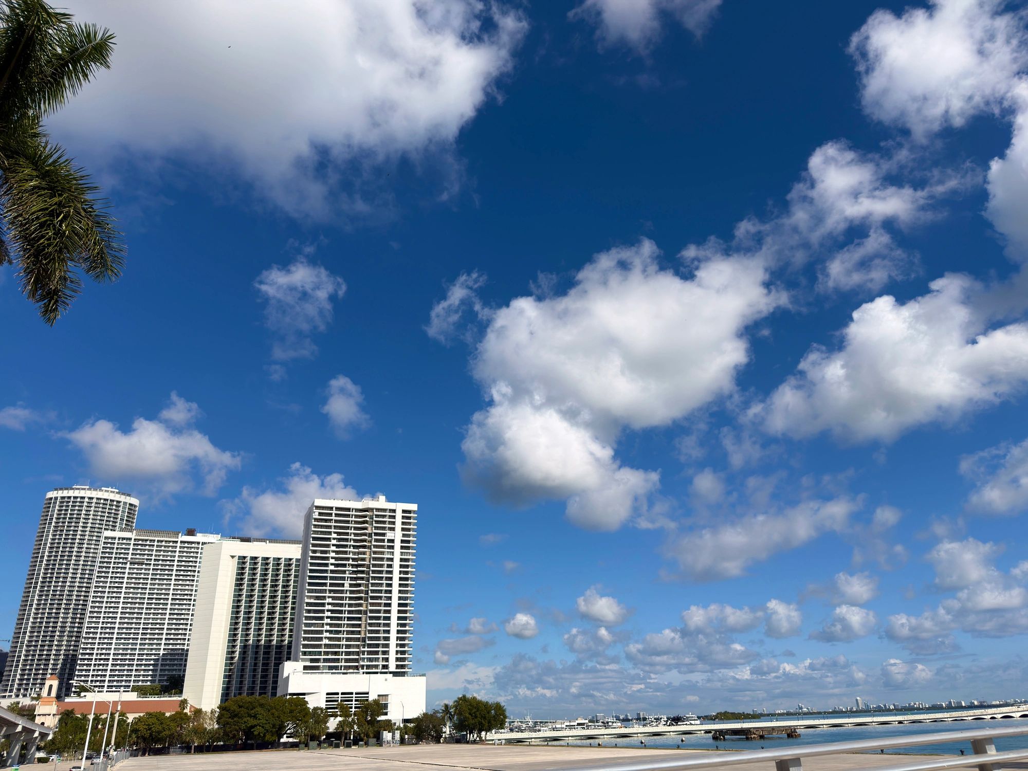 Florida skyline with palm trees